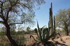 Stora kaktusar utanför det arkeologiska området, Teotihuacán
